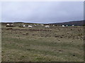 SJ2343 : Sheep grazing on the moorland of Eglwyseg Mountain by Eirian Evans