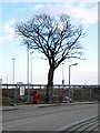Tree by Tesco, Bangor [2]