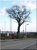 J4880 : Tree by Tesco, Bangor [2] by Rossographer