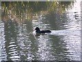 Coot (Fulica atra)