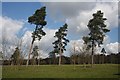 Trees in Shrubland Park