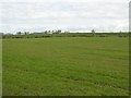 Kilcreeny Townland