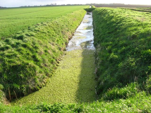A very green ditch
