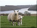 SN0009 : Ewe and Lambs by Hywel Williams