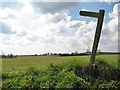 Footpath south across wheat field