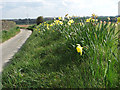 Daffodils by the roadside