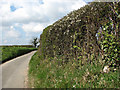 Flowering shrubs in hedge