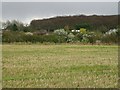 View across the fields to houses at Pean Hill