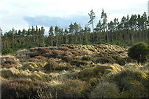 NH6561 : "Long Cairn", Millbuie Forest by George Brown