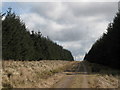 Track through the plantation on Black Rigg