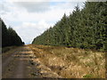 Track through the plantation on Black Rigg (2)