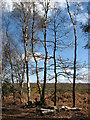 Birch trees on edge of heathland