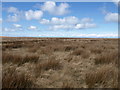 Grass moorland near Dry Hill