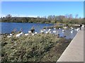 Nesting Swans