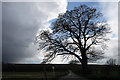 Oak near Robin Hood Way