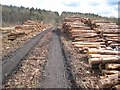 Log piles in Chopwell Wood