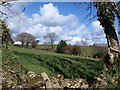 Field at Shaptor Farm