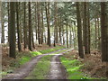 Trig Point hidden in the woods