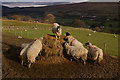 Sheep feeding at High Row Farm