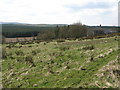 Rough pastures and plantation near Denton Fell Farmhouse