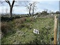 Lamb near Golcar farm, Baildon