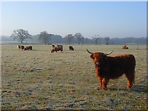 SU7981 : Highland cattle near Cockpole Green by Andrew Smith