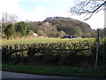 Layered hedge and fields