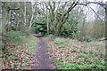 Woodland footpath