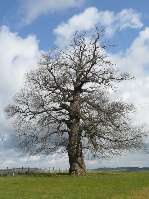 Oak in Harewood Park