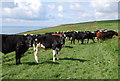 SY7981 : Cattle above the Warren by N Chadwick