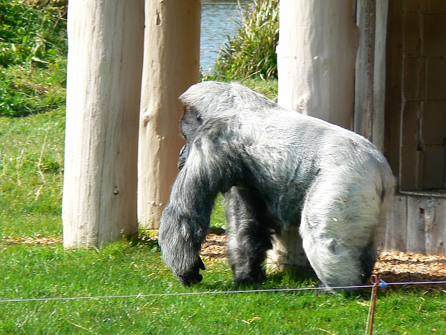 Nico the Gorilla, Gorilla Island, Longleat Safari Park, Wiltshire