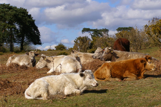 Cattle near Longdown car park, New Forest