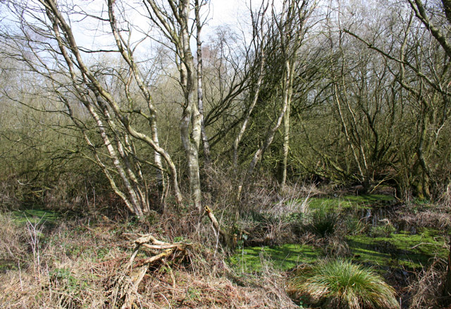 Flooded birch woods, Fenn's Moss © Espresso Addict cc-by-sa/2.0 ...