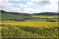 Oil seed rape fields near Trostrey Court