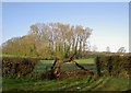 Copse and gate