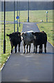 NZ2366 : Bullocks! by Peter McDermott