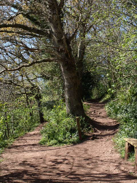 Paths, Occombe Valley Woods © Derek Harper :: Geograph Britain and Ireland