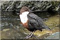 Dipper (Cinclus cinclus)