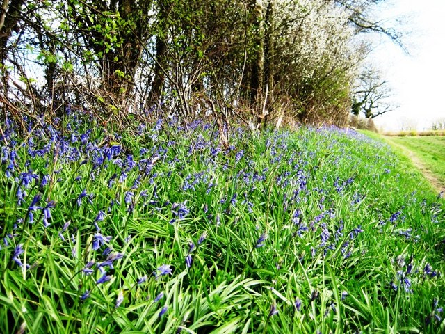 Bluebells and Hedgerow alongside a bridle path