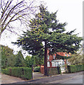 Cedar Tree in Chestnut Avenue