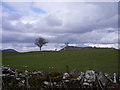 Sheep Grazing on craggy ground