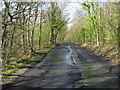 Dargate Road passing through Blean Wood