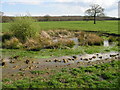 Small pond in field next to Courtenay Road