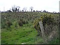 Ringsend Townland