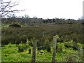 Ringsend Townland