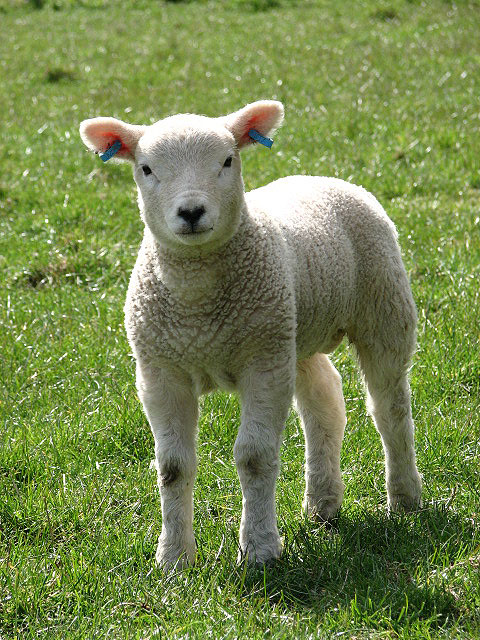 A well-developed Texel lamb