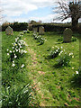 Daffodil-lined path