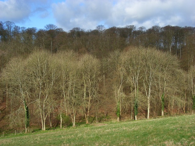 Moor Wood