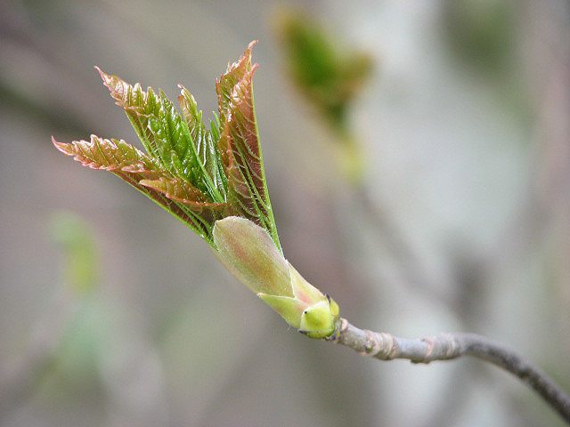 Sycamore Stages Of Opening Leaf Buds © Evelyn Simak Geograph Britain And Ireland 