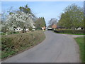 The Daffodil Way at Kempley Green